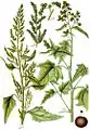 Ilustración de la especie (bajo su basónimo Chenopodium urbicum) en Deutschlands Flora in Abbildungen nach der Natur mit Beschreibungen, Jacob Georg Sturm, Núremberg, 1796.