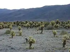 Un campo de cactos "cholla".