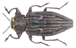 Chrysobothris chrysostigma