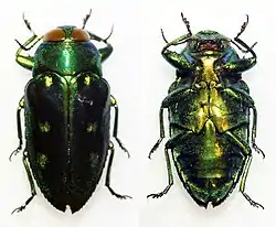 Chrysobothris ellyptica