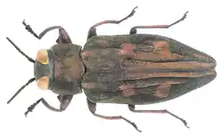 Chrysobothris igniventris