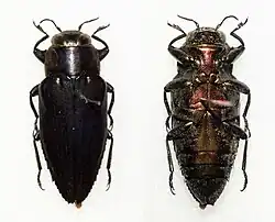 Chrysobothris viridinotata