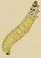 Larva