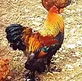 Gallo perdrix-doré.