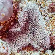 Colonia en el mar Rojo.