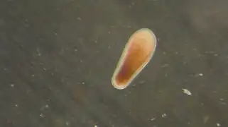 Larva de L. purpurea