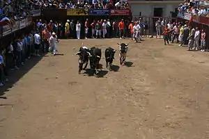 Toros de San Juan