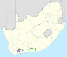alt=Distribution of Cotyledon tomentosa in South Africa
&nbsp;&nbsp;&nbsp;&nbsp;&nbsp;subsp. tomentosa
&nbsp;&nbsp;&nbsp;&nbsp;&nbsp;subsp. ladismithiensis