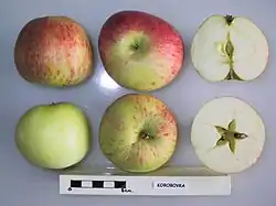 Secciones de la manzana Korobovka.