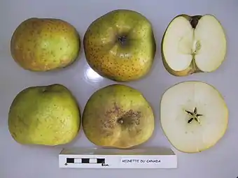 Secciones de la manzana 'Reinette du Canada', National Fruit Collection, (acc. 1948-661).