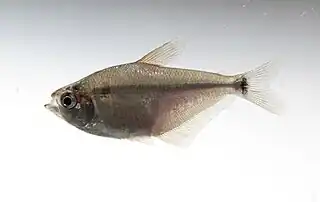 Ctenobrycon hauxwellianus.