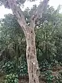 Aspecto del tronco del árbol adulto.