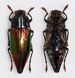 Cyphogastra cyanipes