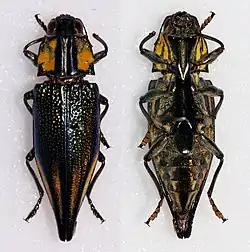 Cyphogastra farinosa