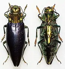 Cyphogastra nigripennis