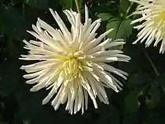 Dahlia 'Avalange'.