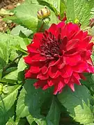Dahlia 'Todra'.