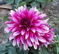 Dahlia 'Art Nouveau'