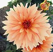 Dahlia 'Autumn Fairy'