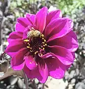 Dahlia 'Catherine Deneuve'