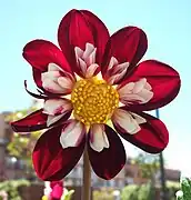 Dahlia 'Mary Eveline'