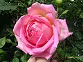 Rosa 'Jubilee Celebration', Austin 2002, obtenida del cruce de 'Golden Celebration' x planta de semillero.