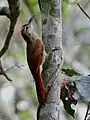 Dendrocolaptes certhia retentus, Foresta Nacional de Carajás, Pará, Brasil.