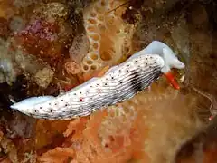 Dermatobranchus otome