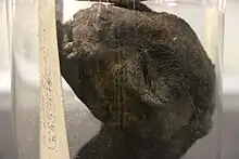 Detail of Ancient Egyptian mummified cat's head (unwrapped) displayed in a late Victorian glass jar. Ure Museum of Greek Archaeology