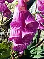 Digitalis purpurea subsp. purpurea var. nevadensis