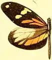 D. a. astynome macho