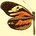 D. a. discrepans hembra
