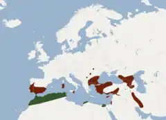 alt=&nbsp;&nbsp;&nbsp;&nbsp;&nbsp;R. m. mehelyi
&nbsp;&nbsp;&nbsp;&nbsp;&nbsp;R. m. tuneti