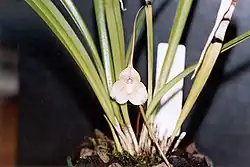 Draculahoutteana