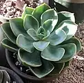 Echeveria 'Green Pearl'