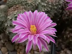 Echinocereus amoenus