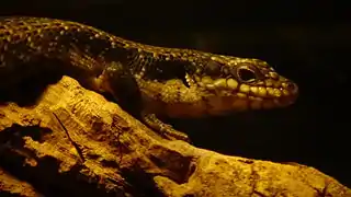 Egernia striolata (lagarto arbóreo)