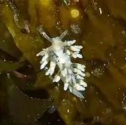 Eubranchus rupium