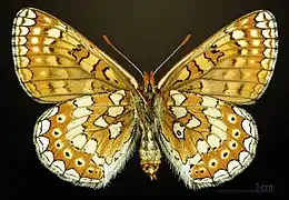 △ Euphydryas aurinia