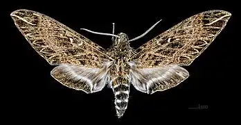 Euryglottis dognini Mujer, dorsal