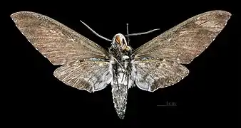 Euryglottis dognini Mujer, ventral