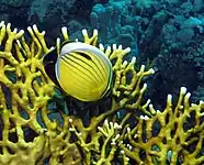 Alimentándose en una colonia de Millepora dichotoma en  Marsa Shouna, mar Rojo.