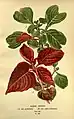 Ilustración botánica de 1897.