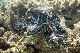 T. squamosa en Fiyi