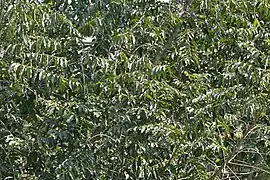 Follaje con flores masculinas en Calcuta, Bengala Occidental, India.