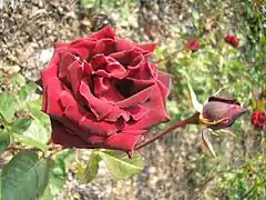 'Perle Noire' Delbard, 1976.