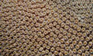 Pólipos de G. fascicularis en Bunaken, Indonesia.