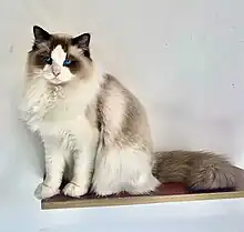 Criadero de gatos Ragdoll