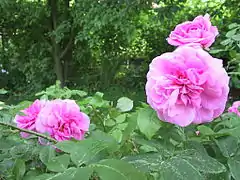 Rosa 'Gertrude Jekyll', Austin 1986 obtenida del cruce de Wife of Bath' x planta de semillero de 'Comte de Chambord'.