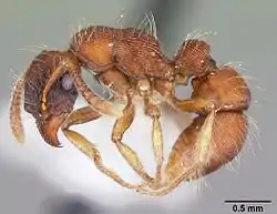 Gnamptogenys hartmani